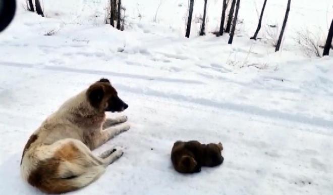 Yanna yaklaan dier kpeklere saldrp, yavru kpein yanna yaklamasna izin vermiyordu. Evden biraz et getirip, anne kpee verdim. ok zor bir durum bu. Annelik igds nasl bir ey ben bu kpekte grdm. Bir gn sonra sabah geldiimde kpek kar ve tipinin altnda hala yavrusunu bekliyordu" dedi.