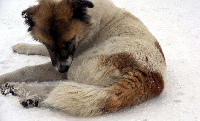 ok kt oldum, ok zldm. Anne kpek yavrusunun banda ylece bekliyordu. Kpei merak ettiim iin birka saat sonra evden gelip grmek istedim.  Ama, yerinde deildi. Biraz daha uzakta bulunan aalk alana yavrusunu getirmi banda bekliyordu. Gece ge saatlerde, yani olaydan 10 saat sonra geldiimde hala yavru kpein banda bekliyor.