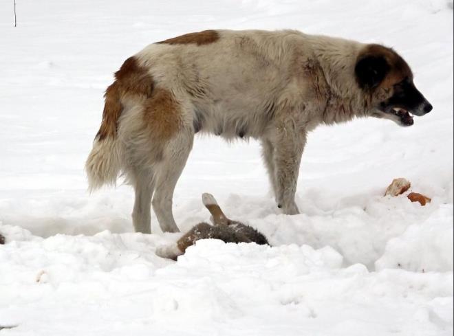 'ANNELK GDSN BEN BU KPEKTE GRDM, 1 GN BAINDA BEKLED'  Namaz kldktan sonra camiden karken yavru kpein ldn fark ettiini anlatan Seyfullah Kasmolu, "Yol ortasnda biri yavru, iki kpein olduunu grdm. Biraz yaklatmda yavru kpein ldn fark ettim.