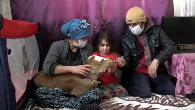 Aileyi ziyaret eden le Tarm ve Orman Mdrl?nde grevli Veteriner Hekim Bekir Bora ve arkadalar, buzann prematre doduunu buna bal olarak akcierlerin geliimini tamamlamadn ve kaslarn gsz olduunu ancak u anki genel durumunun iyiye gittiini syledi. Bora, Tarm ve Orman Bakanlnn destekleme programlar hakknda aileye bilgi vererek, yetitiricileri mracaat etmeleri ynnde tavsiyelerde bulundu.