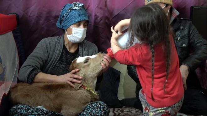 Van'n Erci ilesinie bal Latifiye Mahallesi'nde yaayan ve bir yldr hayvanclkla uraan 5 ocuk annesi Nezahat Nadirolu'na ait inek erken doum yapt. Erken doduu iin geliimini tamamlayamayan buza iin Nadirolu seferber oldu. Buzay evine alan Nadirolu, 'Gne' adn verdii buzay ocuunun beiine alp, altn bezleyip, biberonla beslemeye balad. Buzann beslenmesini zenle yapan Nadirolu, dzenli olarak da banyosunu yaptryor.