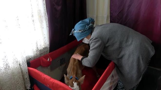 Evin maskotu haline gelen buzay kucaklarndan indirmeyen ve ocuu gibi seven Nadirolu, erken doumlu dnyaya gelen buzann yaamas iin ellerinden geleni yaptklarn syledi.