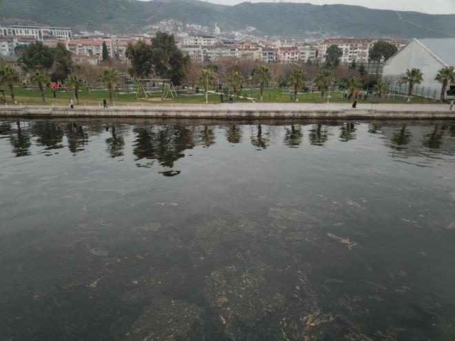Yarmca sahilinde denizin zerinde siyah bir tabaka olduu, bu tabakann 1 kilometrelik ky hatt boyunca devam ettii grld.