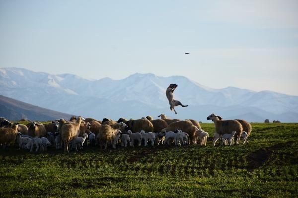 emigezek ilesine bal Kralar kynde sr sahiplerinin k artlarnda ektikleri zorluklar ve kurt saldrlarna kar en byk yardmclar olan Kangal kpeklerini haberletirmek isteyen gazeteciler dronla grnt almak istedi.