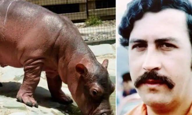 BYOETLL TEHDT EDYORLAR    Meksika'daki Quintana Roo niversitesi'nden aratrmaclar, ?Biological Conservation? adl dergide yaymlanan aratrmalarnda, Escobar?n su aygrlarnn blgenin biyolojik eitlilii iin byk bir tehdit oluturduu ve insanlarla lmcl karlamalara yol aabilecei konusunda uyard.