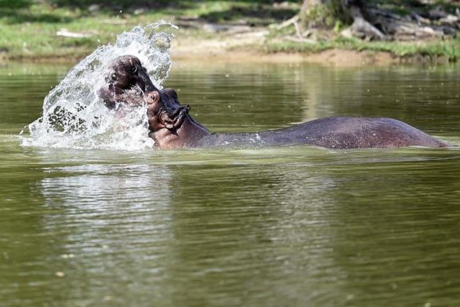 Aratrmaclar, su aygrlarnn itlaf edilmesi gerektiini, aksi takdirde saylarnn 2035'e kadar bin 500?e ulaabileceini aklad.