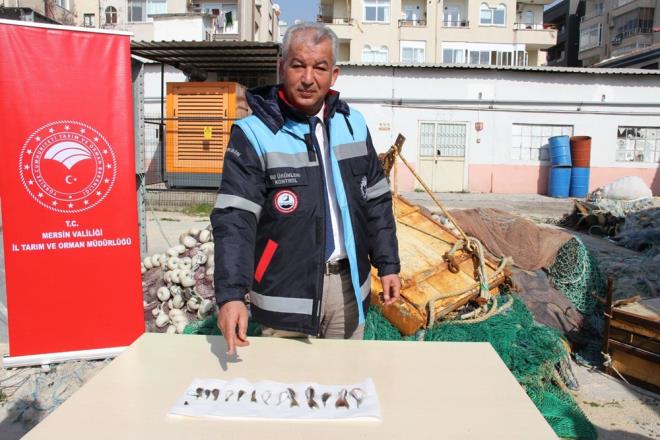 ''AMA BALIIN POPLASYONUNU AZALTMAK''  Balon balnn tketilmesi halinde lmlere neden olduunun altn izen Abal, ?Ama, bu baln poplasyonunun azaltmak, ayn zamanda da balklarmz, tketicilerimizi bilinlendirmek ve farkndalk oluturmak. Bu tr bilinlendirmeler yapmazsak lmler olmaya devam edebilir. Balk bal yakalyor, denize atmyor, nk tane ba 5 TL nemli ve byk bir destek, kuyruklarn bize getiriyor. Balknn getirdii kuyruklar biz adet olarak teslim alyoruz, onlara destekleme sresi bittikten sonra imha edeceiz. Bu desteklemenin devam edeceini tahmin ediyoruz? ifadelerini kulland.