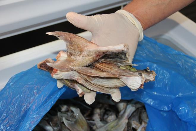 15 BALIKIDAN 4 BN 66 ADET BALON BALII KUYRUU  Mersin l Tarm ve Orman Mdr Arif Abal, kuyruklarla ilgili yaptklar almalar anlatt. Kresel iklim deiiklii nedeniyle denizlerin snmasyla gneyin scak sularndaki baz istilac ve zararl balklarn kuzeye doru g etmeye baladklarn belirten Abal, ?Son birka yldr da Akdeniz kylarnda grlyor. zellikle balon bal zehirlenmelere ve lmlere neden oluyor. Bu amala bakanlmz balon balnn avclyla ilgili bir destekleme teblii yaynlad. Aralk aynda yrrle girmiti, biz de tm balklarmza duyurmutuk. Bu kapsamda da 15 balkmzdan 4 bin 66 adet balon bal kuyruu geldi. Bunlarn da desteklemesini yapyoruz. Bakanlk olarak tane bana 5 TL destek veriyoruz? diye konutu.