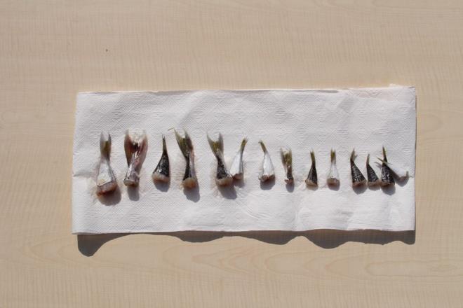 Mersinli balklar da aralk ay boyunca avladklar balon balklarnn kuyruklarn l Tarm ve Orman Mdrlne teslim etti.