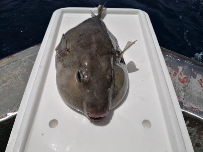 Denizlerdeki biyolojik eitlilie ve balklarn av aralarna zarar veren, tketildiinde ise zehirlenmeleri ve hatta lmlere neden olan balon balnn poplasyonunu azaltmak iin Tarm ve Orman Bakanl, Aralk 2020?de bir tebli yaymlad.