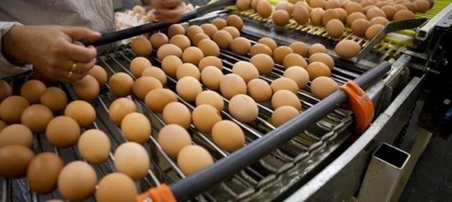 Basit bir hesapla bir yumurtann ortalama 220 mg kadar kolesterol ierdiini kabul edersek; tek bir yumurta sars yemekle toplam kolesteroln 4-6 mg, LDL kolesteroln ise 3-5 mg kadar artacan syleyebiliriz.