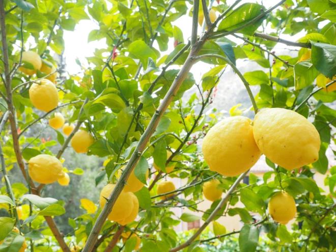 11. YKSEK TANSYONU DRR      Limon, yksek tansiyonun dmesini ve normale dnmesini salamaktadr. Bunu ise ieriindeki potasyum minerali ile salar. Yksek kan basnc sonucu oluan yksek tansiyon srasnda limon ve limon suyu kullanm tavsiye edilir.