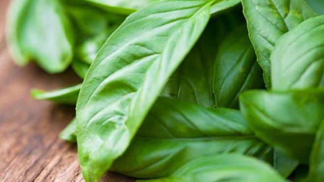 Genellikle makarna veya salata soslarna eklenen fesleen, Asya'da ortaya km bir bitkidir. Bu bitkinin birok kiide stres ve uykusuzluu giderdii grlmtr.