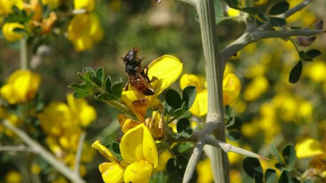 Dar giden arlar  souktan geriye dnemiyor. Kovandan zamansz kan ar, iein zerinde uyuup kalyor, gece de donup lyor. Bundan biraz muzdarip olduk" dedi.