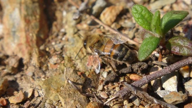 Kovanlarndan ayrlan baz arlar, geri dnemeden ieklerin zerinde veya dn yolunda kovanlarna yetiemeden donarak telef oldu.
