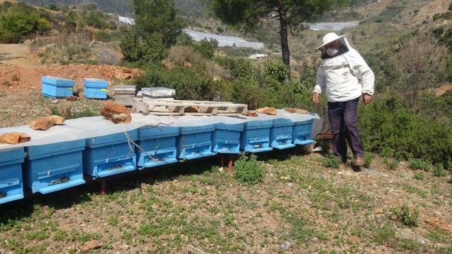 lede hava scaklklarnn mevsim normallerinin zerinde seyretmesi nedeniyle 20 gn nce kendisini gsteren yalanc bahar nedeniyle ieklerin amas, arlarn mevsim algsn da yanltt.