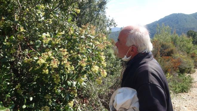 "ARICILARIN YZDE 30 KAYBI VAR"  30 yldr arclk yapan Abdurrahman Cengiz (60), zamansz yavrulama yapmak iin polen toplamaya giden arlarn ounun kovanlarna geri dnemediini ve ieklerin zerinde donarak yaamn yitirdiini syledi. Byle bir durumun yaklak 10 yl nce balarna geldiini kaydeden Abdurrahman Cengiz, bu yl arclarnn yzde 30 civarnda kayplarnn olduunu syledi.
