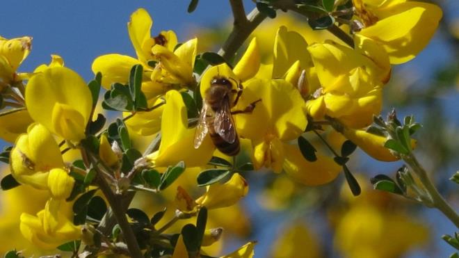 Bu nedenle oul vermek iin erken yavrulamaya balayan arlar, polen toplamak iin doadaki ieklere dald. Arkasndan bir anda bastran souklar ve Toros Dalar'nn eteklerine yaan kar, kovanlardan kan arlar zamansz yakalad.