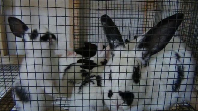 Birok rkta etlik tavan retimi yaptklarn belirten Mesutolu, "Farkl rklarda kalecik siyah, Alman kelebei ve Yeni Zelanda rklarnda tavanlarmz var. 10 tavan ile baladm. Bin ana tavanmz var. Yavrularla birlikte birka bin tavanmz var" dedi.