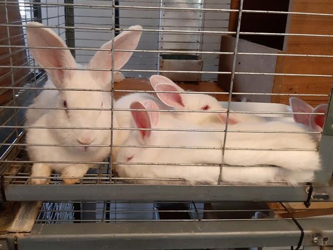 Devlet destei ile retimi artrmak istediini belirten Kasm Mesutolu, etlik tavan retim merkezlerinin artmasyla lkeye nemli bir dviz girdisi salanabileceini syledi.