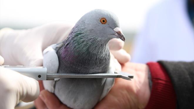 Sivas gvercinlerini morfocuk olarak gvde uzunluu, kanat uzunluu, kanat akl, bacak uzunluu, ba yaps, gaga uzunluu, gaga derinlii, gs evresi ve gs genilii olmak zere birok karakterini inceliyoruz." ifadelerini kulland.
