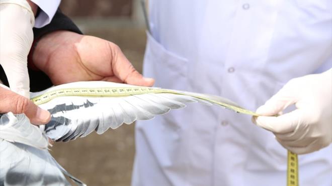 Sivas gvercininin kendine has karakteristik uma zellii olduunu aktaran Datan, unlar kaydetti: "Umaya baladklarnda 8-10 saat uabiliyorlar. Hatta baz yetitiriciler 14 saat uurduklarn sylediler. Biz bunu akcier kapasitesine balyoruz. Sivas gvercinin kanat genilii ve kanat yaps gerekten ok farkl. erisinde Sivas gvercinine has kzll barndryor. Dier gvercinlerde kanat ularnda bu kzll gremedik. Bunun genetik bir altyaps olup olmadn da laboratuvar almalar bittikten sonra aklayacaz."