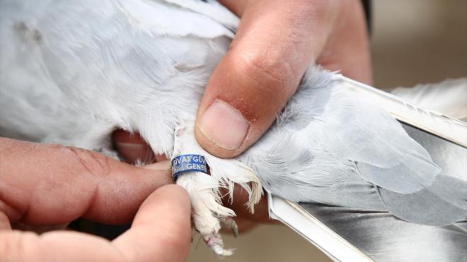 Corafi zelliklerinden dolay Sivas gvercininde koyu renklere daha ok rastlanldn belirten Datan, "Sivas kularnda 11`e yakn renk belirledik. Renklerin almalarn genetik olarak yapmak iin gerekli deneysel almalara laboratuvarda balayacaz.