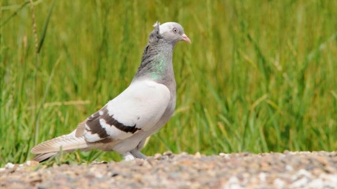 Datan, kent genelinde evcilletirilmi gvercin saysnn 1 milyondan fazla olduunu dndn vurgulad.  Sivas kumrusunun da Trkiye apnda nemli bir deer olduunu belirten Datan, aklamasn yle tamamlad: "Sivas kumrumuz Trkiye`ye Sivas`tan dald diyebilecek kadar iddialyz. zellikle Altnyayla, Ula ve Kangal geni, bu kumrunun Trkiye`ye dalmas konusunda karmza kyor. Bu alma bittikten sonra Sivas kumrusuna balayacaz. Biyolojik bir zenginlik olarak lkemize ve Sivas`mza kazandrmay dnyoruz. Bu almalarda bata Rektrmz Prof. Dr. Alim Yldz olmak zere bize destek veren rektr danmanlarmz Yksel Aydn, Enes Baha Bier ve akademik camiaya sonsuz kranlarm sunuyorum."