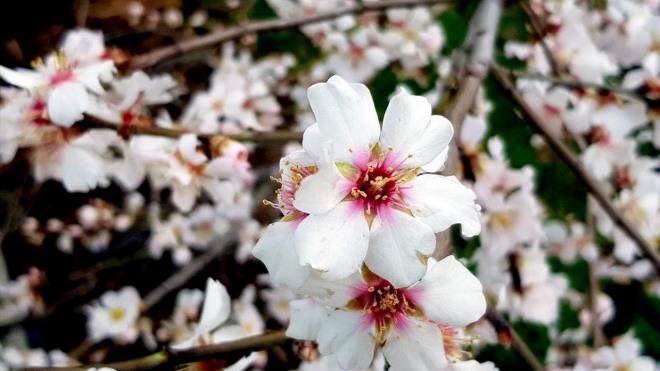 Rengarenk iek aan kays ve eftali aalar gzel grntler oluturdu.
