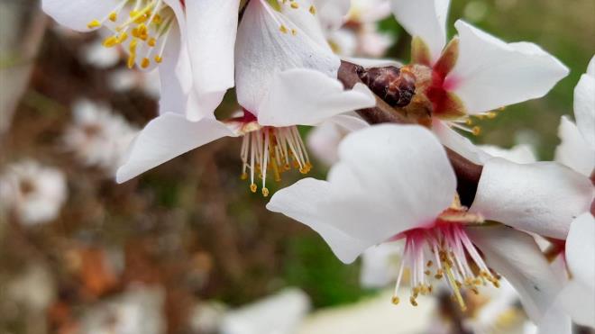 Rengarenk iek aan kays ve eftali aalar gzel grntler oluturdu.