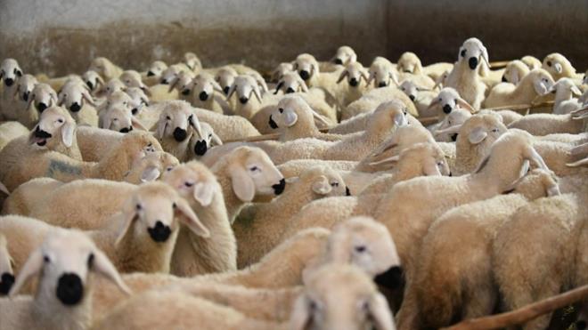 Vurdem, le Tarm ve Orman Mdrl veteriner hekimlerinin aksatmadan a ve kontrolleri saladn da syledi.