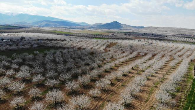 8 milyondan fazla kays aacnn bulunduu Malatya?da aalarn iek amas ile ehir gzel gzel grntler oluturu.
