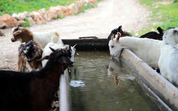 oban, hayvanlaryla her gn kilometrelerce yol aldn belirterek yle konutu:  <br>  "Benim her gn bu kadar fazla mesafeyi gezmem ok zor oluyordu. lk balarda drbn ok iime yarad. Daha sonra kros motosiklet aldm. imdi de motosikletle hemen ulaamadm yerlerde drone kullanyorum. Motosiklet ve drone, hayvanlarm ynlendirmede ve kaybolanlar da bulmada ok iime yaryor. Tek bama 600 kkba hayvan idare etmem ok zor. Bazen yryerek bir saatte varlan blgeye drone ile bir dakikada ulaabiliyor, hayvanlarmn kontrollerini yapabiliyorum. Mesleimde teknolojik imkanlardan faydalandm iin arkadalarm ve evremdekiler bana 'teknolojik oban' diyor. Teknolojinin imkanlarndan faydalanmak ok gzel. Drone cihazn internetten aldm ve internetten nasl kullanacam rendim."