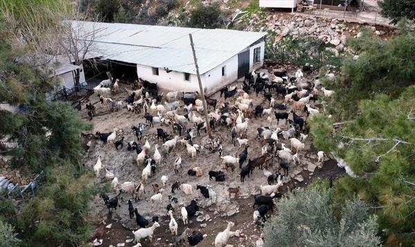 Sr geni bir alana daldnda kontrol amacyla 'drone'dan yararlanan oban, keilerini zorlu arazide 'drone' ile kolayca takip ediyor.