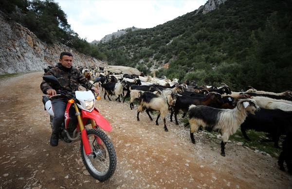 Hayvanlaryla ilgilenirken huzur bulduunu vurgulayan oban, iyi bir eitim almalar iin mcadele ettii ocuklarn hayvan sevgisiyle bytmeye altn ifade ederek, "Onlar insanlara faydal olan bireyler olarak yetitirmeye alyorum. Devletimizin verdii teviklerle iimi daha da ilerletebileceimi dnyorum" dedi.