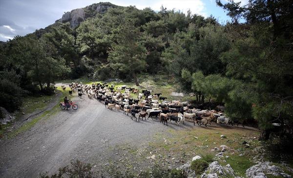 obanln kendileri iin bir ata meslei olduunu anlatan oban, yllardr bu ii yaptklarn ifade etti.