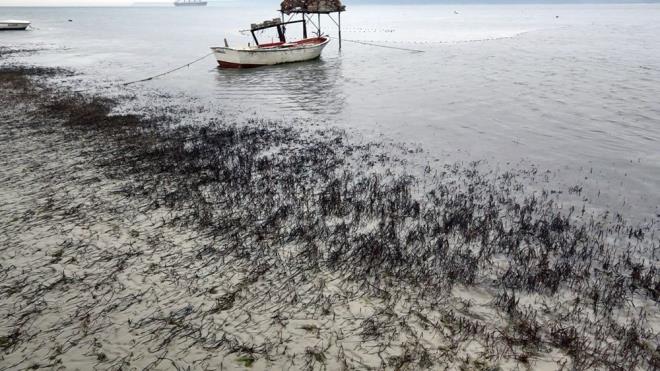 anakkale'de meydana gelen gel-git olay deniz suyunun 30 metre ekilmesine neden oldu.