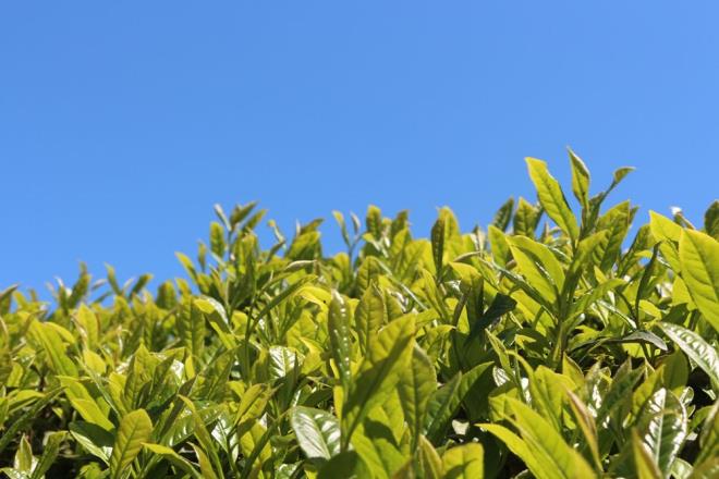 10 GN ZOLE OLACAKLAR    <br>  Uzmanlarn arlarnn ardndan ilk adm Rize'de atld. ay g iin byk kentlerden geleceklere 10 gnlk izolasyon art getirilecek.    Blgeye gelecek ay iileri kendilerine tahsis edilen ikametgahlarnda 10 gn kalacak, ay bahesi ile evleri arasnda kendilerini izole edecek.