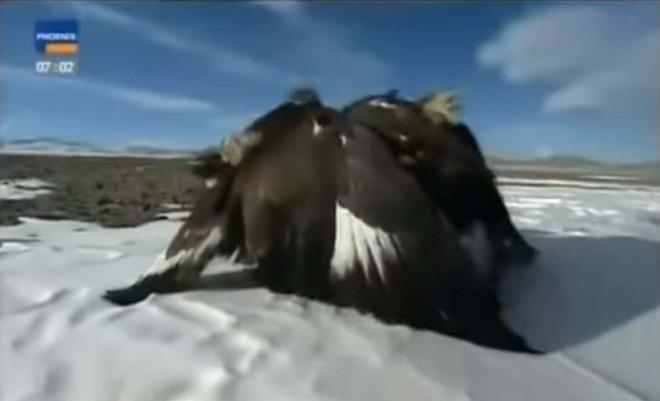 Kartallar, atmacagiller familyasna yedir. Kartal trleri ok geni bir yelpazede dalan yrtc kular kapsar. Trkiye'de genellikle dalk blgelerde yaarlar.