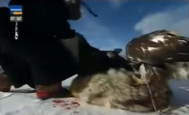 Yuvalarn yksek kayalklara ve uzun aalarn st ksmlarna yaparlar. Yuvaya braktklar bir ya da birka yumurtann kuluka dnemi alt-sekiz hafta srer. Kulukadan kan yavrulardan byk olan, genellikle dier yavrular ldrr. Anne ve baba lm durdurmak iin herhangi bir mdahalede bulunmaz. Yavru yava geliir ancak  il drt yana giren kartallarn yetikin tyleri kar. Kaya kartallarnn yaklak olarak kanat akl 1,5 metreyi bulur.