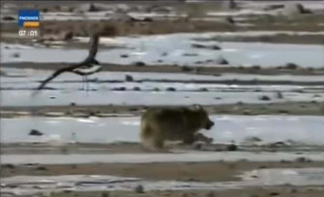 Kartal ile kurtun savanda kim kazanr dersiniz?