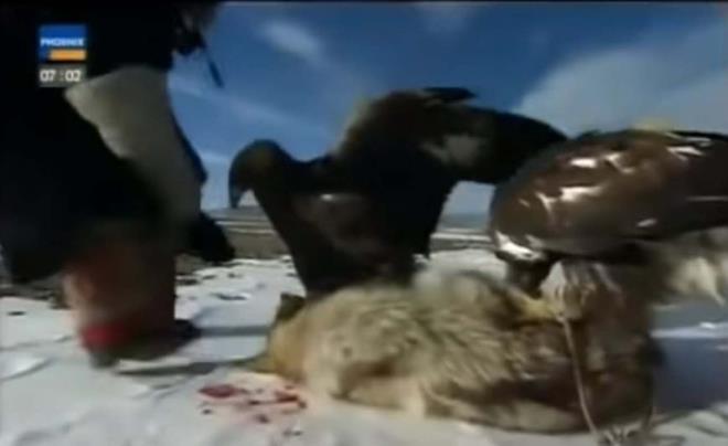 Avladklar avn etini eri gagalar ile paralayarak yerler. Ayrca kasl bacaklar ok gl olduundan kendilerinden daha ar avlarn da havada rahatlkla tayabilirler. Kartallar en yksekte uan kular olarak bilinir ve grme yetenekleri de bir o kadar iyidir. nk en ykseklerde umalarna ramen yerdeki avlarn rahatlkla tespit etmekteler. Genellikle dalk ve ormanlk arazilerde yaarlar.