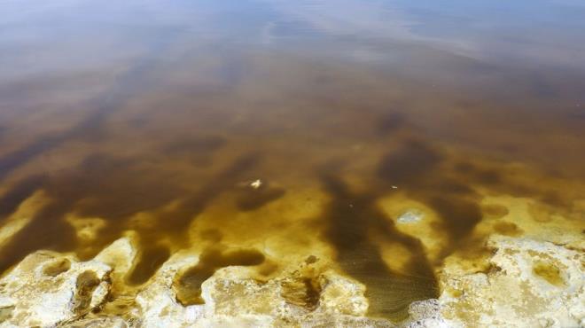 'ALG PATLAMASI KT BR EY DEL'  Prof. Dr. Glle, gldeki renk deiiminin youn fitoplankton geliimi sonucu olduunu belirterek, "zellikle ilkbahar aylarnda, bizim ilkbahar karm dediimiz bir olay vardr. lkbahar karm ile gln dibindeki zengin fosfor ve azot gibi mineraller suya karr ve etkili gne  ile fitoplanktonik organizmalarda ok youn geliim grebiliriz. Bu duruma 'ilkbahar patlamas' diyoruz. Burdur Gl'nde yaanan tek hcreli yeil alg patlamas kt bir ey deil, bu algler ayn zamanda gl iindeki zooplanktonik organizmalarn besinlerini oluturuyor. Toksik ya da olumsuz bir durum sz konusu deil. Bu grnt yaklak bir ay kadar devam eder. Her sene bu mevsimlerde grrz bu durumu" dedi.