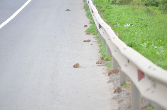 ehir merkezinde a kalan fareler, stanbul - Tekirda evre yolunu bast.