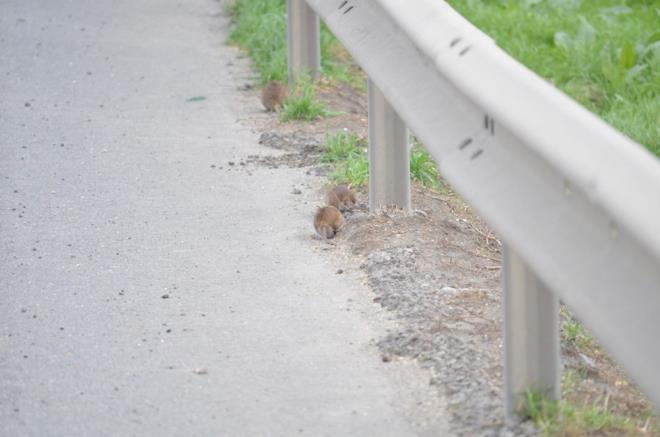 Boyutlarnn byk olmasyla da dikkat eken yol basan fareleri grenler ksa sreli aknlk yaad.