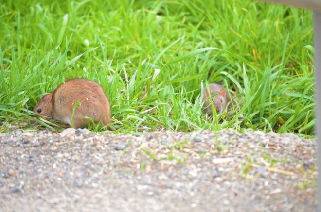 Trafiin youn olmasna karn emniyet eridinde grlen fareler, zaman zaman yoldan geen aralarn altnda ezilme tehlikesi geirdi.