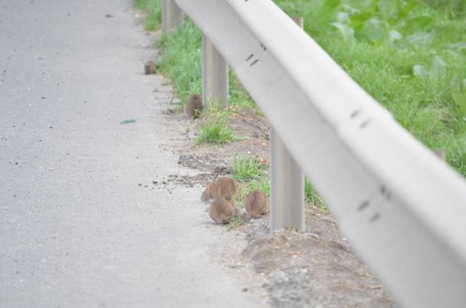 Ayrca yolun kenarndaki otlarn arasnda ok sayda fare delii olduu gzlendi.