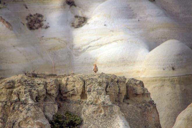 G srasnda bir gnde 500 kilometreden ok yol alabilen bu tr, dier gndz gmenleri gibi snma ile oluan termal hava akmlarn kullanyor.    Kk akbabalar, bozkrlarn ortasndaki vadilerin kayalk yzlerindeki maaralara ve oyuklara yuva yapyorlar.