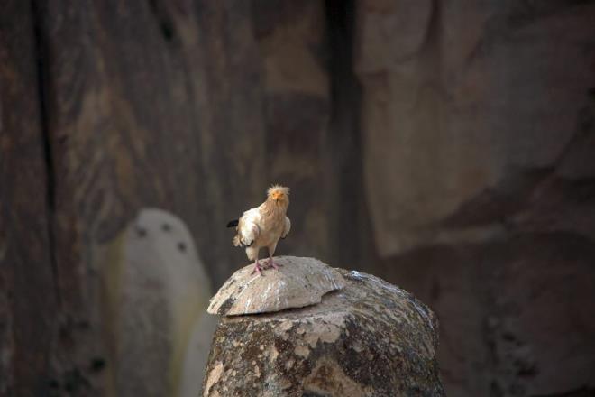 Siyah, beyaz kanat tyleri ve kama eklinde kuyruu ile havada kolayca fark edilen trn erginleri, yakndan grlen sar yzleri, kursaklar ve dik dik duran beyaz kafa tyleri ile son derece gsterili bir tr.