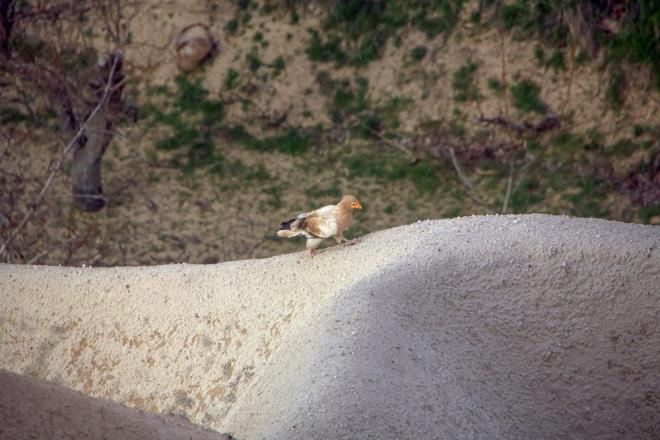 Trkiye?de reyen ve Afrika?da yaayan tek akbaba tr olan ?kk akbaba? Kapadokya?da ilk kez fotorafland.